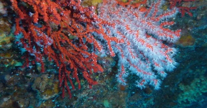 Chanel продлевает партнерство с Научным центром Монако на шесть лет