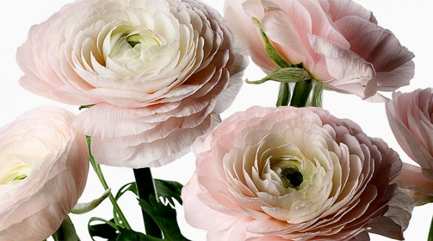 Натали Массене займется доставкой цветов