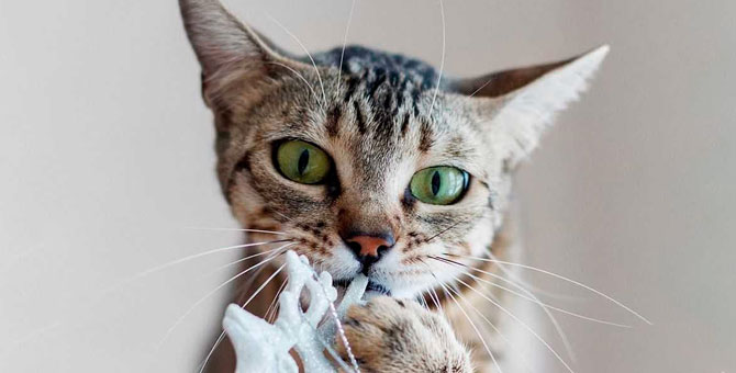 #кусьзабеларусь: в соцсетях запустили кошачий флешмоб против насилия в Беларуси