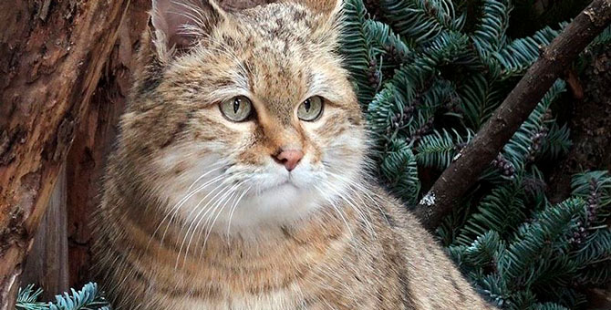 Московский зоопарк принимает ненужные елки — ими украсят вольеры животных