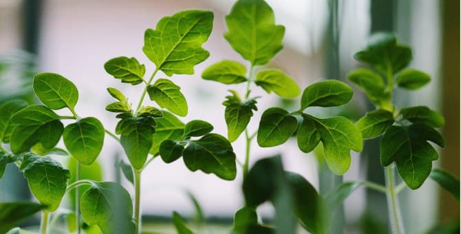 Таяние ледников привело к угрозе вымирания 117 видов растений