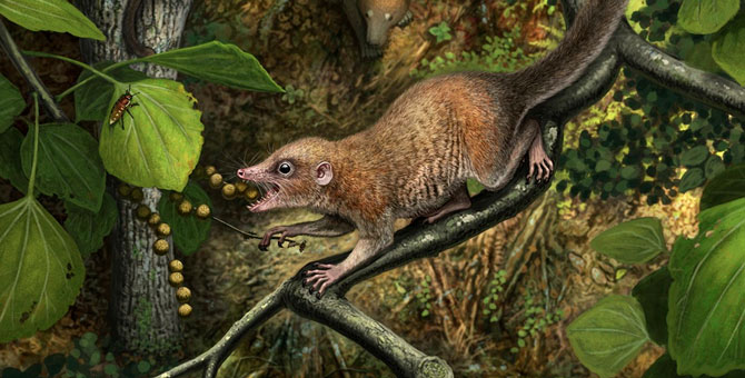 В США нашли останки древнейших приматов — им 66 млн лет