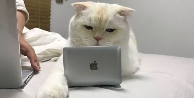 В Москве откроют коворкинг с котами