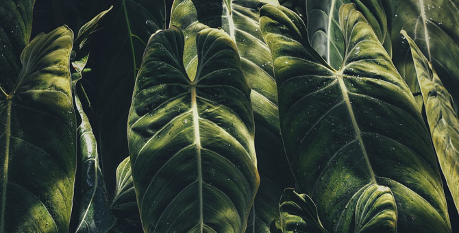 Две трети тропических лесов уничтожены или деградировали