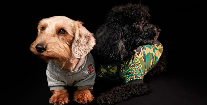 Diesel выпустит первую коллекцию одежды для домашних животных