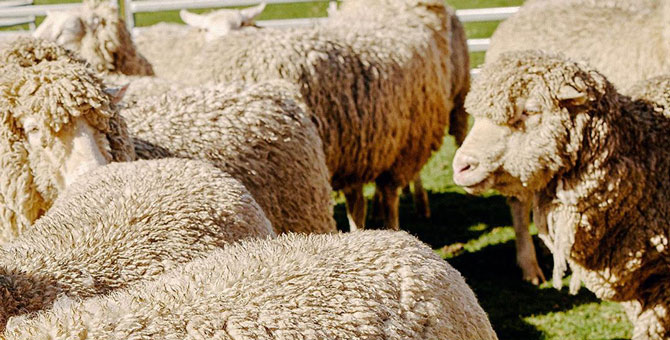 Airbnb запустил сервис для онлайн-путешествий