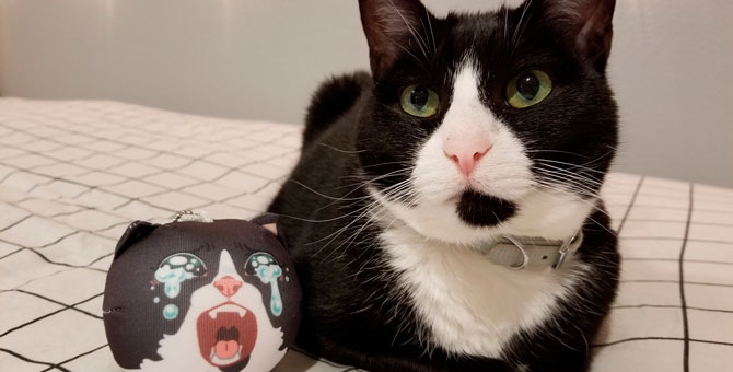 Умерла кошка из мема «Кричащий, плачущий кот»