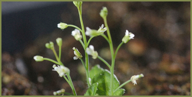 Ученые придумали растение для борьбы с изменением климата