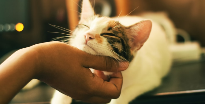 В Сети пройдет первый кошачий кинофестиваль
