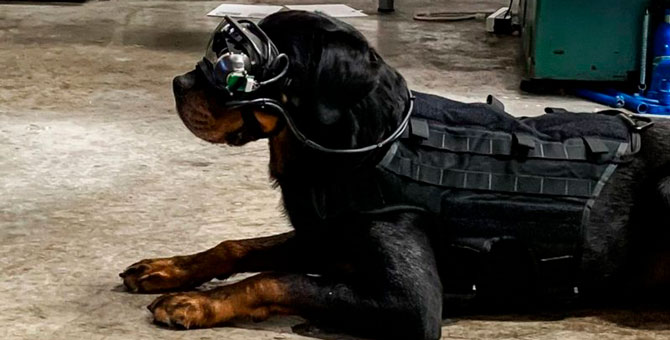 В США появились очки дополненной реальности для собак