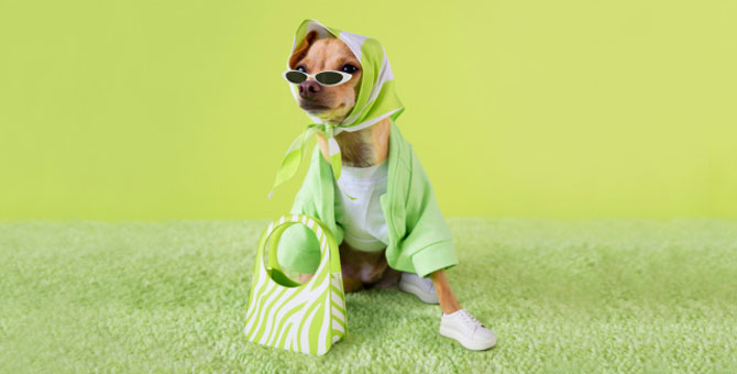 Пес-инфлюенсер Boobie Billiе запустил свой бренд одежды