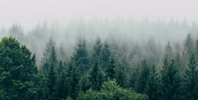 МВФ назвал размер налога на углерод, который сможет спасти планету