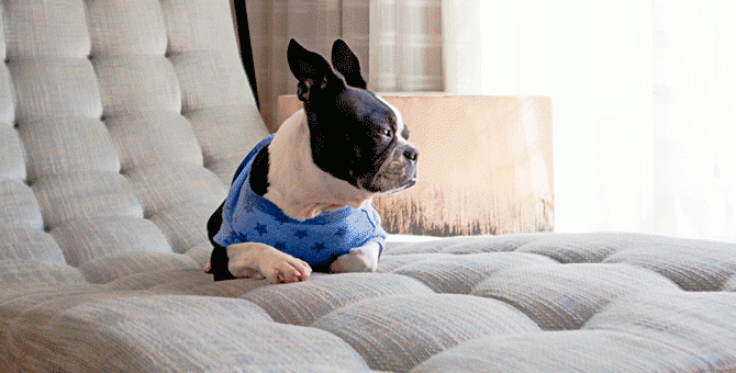 Любовь к собакам заложена в ДНК