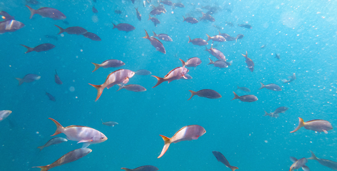 LVMH будет работать с ЮНЕСКО над защитой биоразнообразия