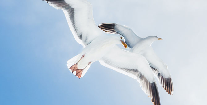 Ученые выяснили, что птицы судят о людях по их одежде