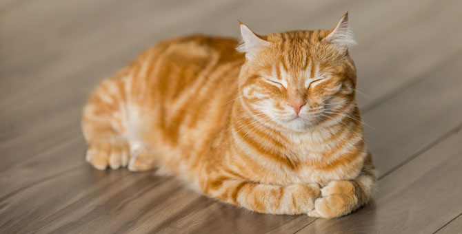 Ученые разгадали мимику котов