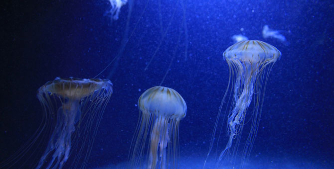 Ночной режим смартфона вреден для здоровья, выяснили ученые