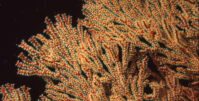 Коралловые рифы восстановят с помощью 3D-принтеров