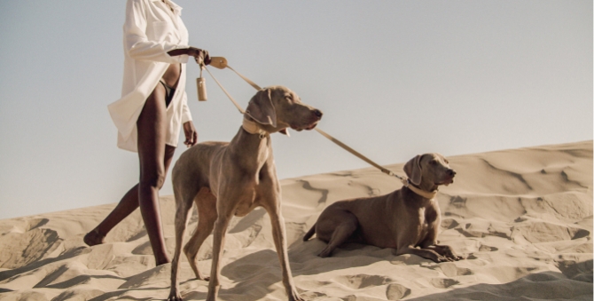 На заводе сумок Hermès Birkin создали коллекцию ошейников и поводков