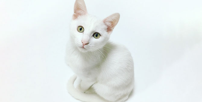 Появилось приложение-переводчик с кошачьего языка на человеческий