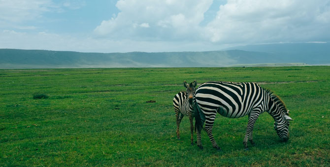 МИД объяснил, почему Россия возобновит авиасообщение с Танзанией