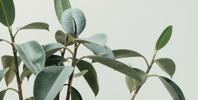 Ученые выяснили, какие комнатные растения улучшают ментальное здоровье