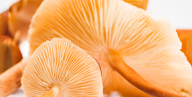 Как грибы используются в экологичной моде