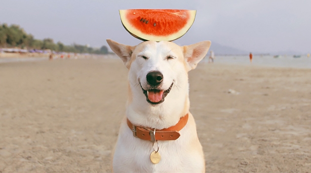 В Лос-Анджелесе откроется собачье кафе