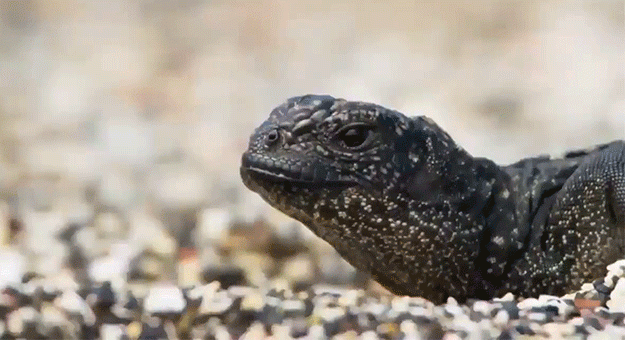 Видео дня: 20 змей охотятся на маленькую игуану, но она не сдается