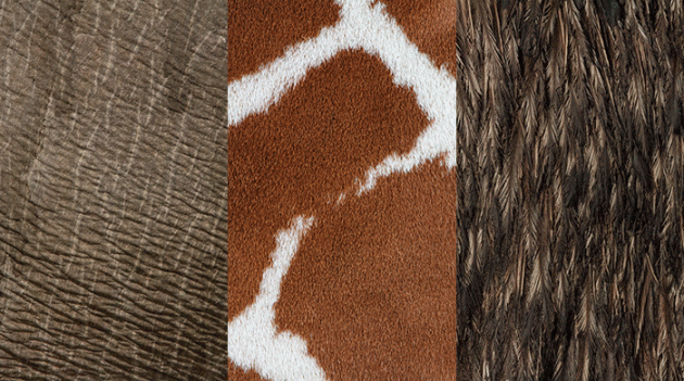 Юсуке Сакай сфотографировал кожу животных