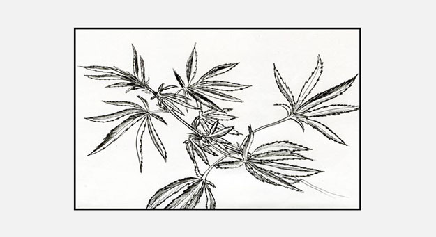 Арбуз, бактерии, конопля и другие главные компоненты года в косметике