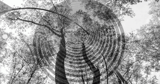 Константинов, Урбан и МишМаш: гид по новому арт-маршруту в Парке Малевича