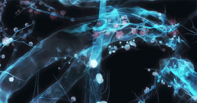 \"Цифровой опыт\" в галерее Pace: выставка японцев Teamlab