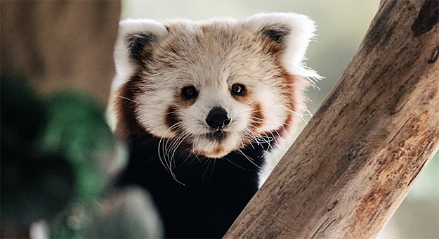 Московский зоопарк запускает приложение с дополненной реальностью