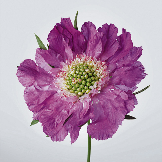 Лучшие осенние лаки фиолетовых тонов