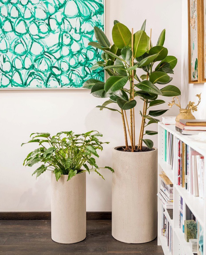 Зеленый лучший друг: как правильно подбирать растения в дом и кто вам в этом поможет, если вы новичок