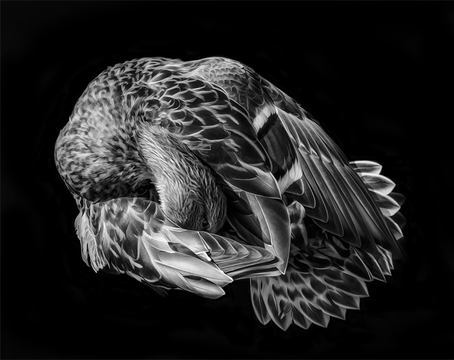 Объявлены финалисты конкурса Sony World Photography Awards