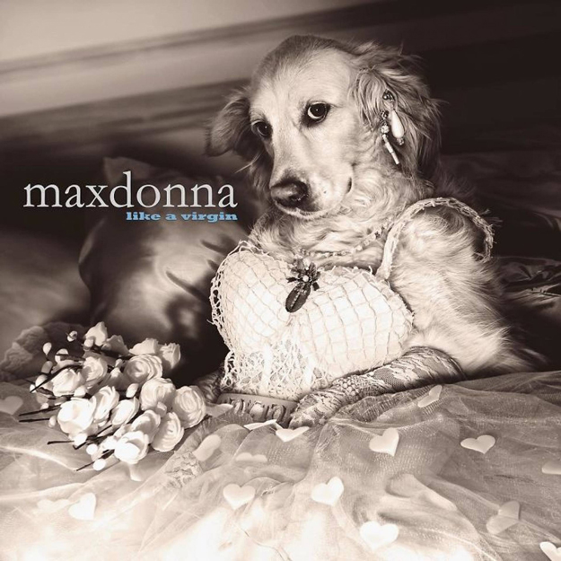 Французский фотограф повторил знаменитые снимки Мадонны с помощью своей собаки
