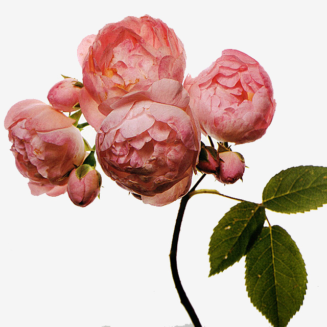 Gucci открывают во Флоренции \"цветочную\" выставку