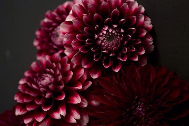 Этюд в бордовых тонах: 10 лучших лаков оттенков бургунди