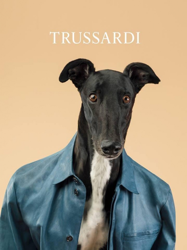 Собаки стали звездами рекламной кампании Trussardi