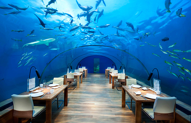 Глубокое погружение: ресторан Ithaa на Мальдивах
