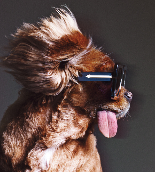 Самый знаменитый щенок Instagram в рекламной кампании Karen Walker