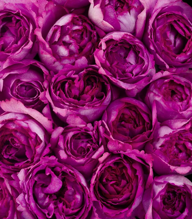 День розы: Piaget отметят праздник своего знакового цветка в ГУМе