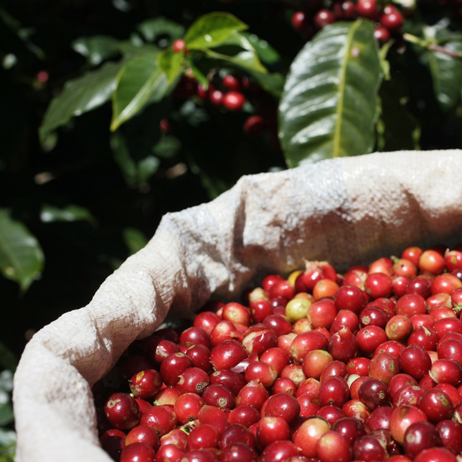 Nespresso представил лимитированный бленд Master Origin Costa Rica