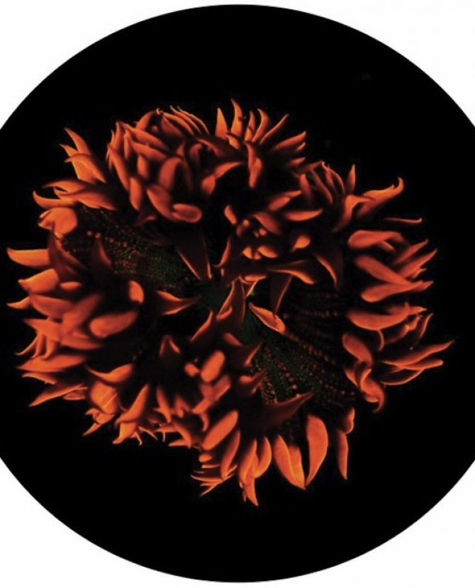 Морской перформанс