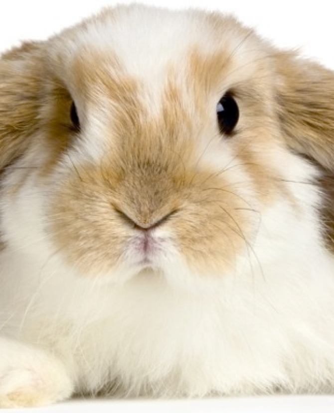 Евросоюз запретил тестирование косметики на животных