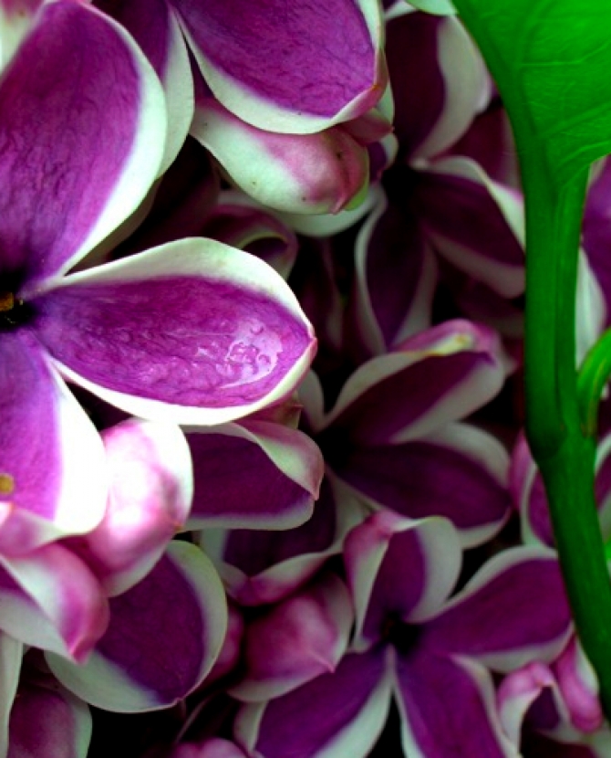 Весеннее настроение