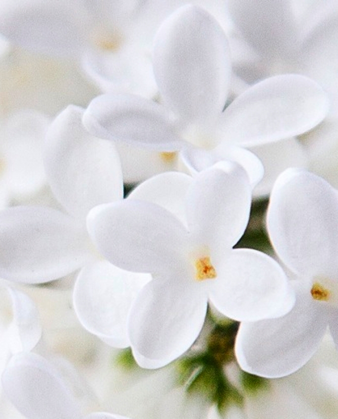 Весеннее настроение