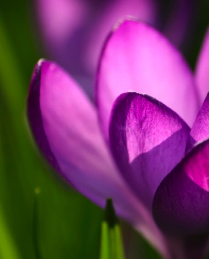 Цвести и пахнуть